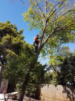 Tall Timbers Tree Services image 1
